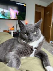 Lost Male Cat last seen 56th and A street, Tacoma, WA 98408