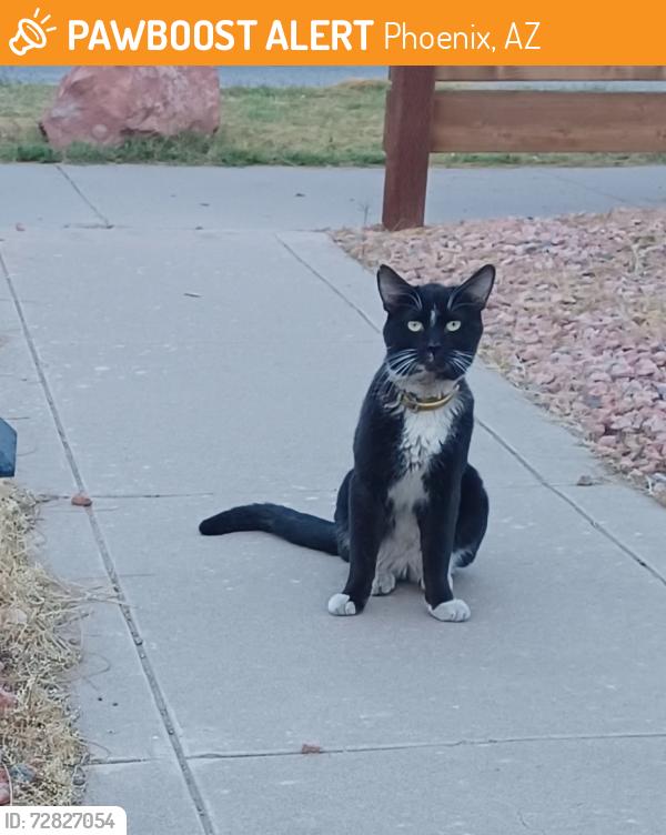 Found/Stray Male Cat last seen 12th st and van buren, phoenix, az, Phoenix, AZ 85006