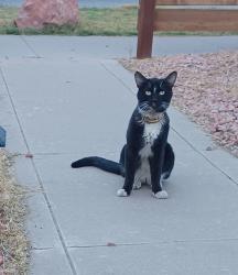 Found/Stray Male Cat last seen 12th st and van buren, phoenix, az, Phoenix, AZ 85006