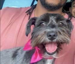 Lost Female Dog last seen Rich Beem/Montwood, El Paso, TX 79938