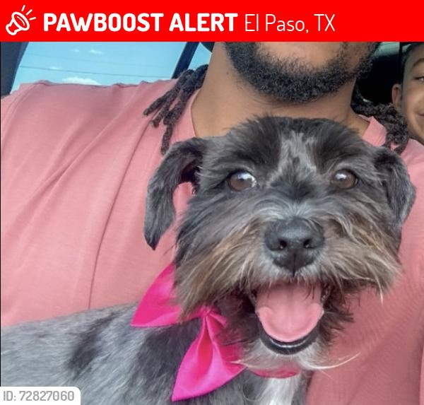 Lost Female Dog last seen Rich Beem/Montwood, El Paso, TX 79938