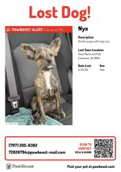 Lost Female Dog last seen Cactus Ave near exit 30, Las Vegas Valley, NV 89123