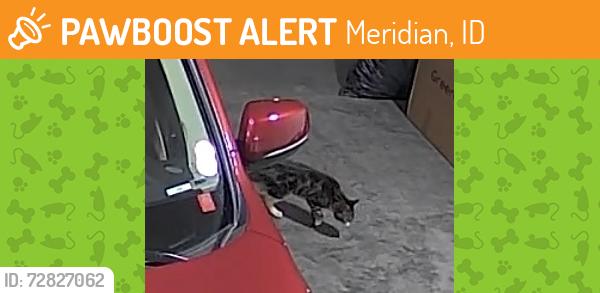 Found/Stray Unknown Cat last seen E San Pedro St, Meridian, ID 83646