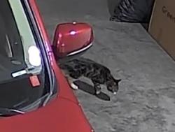 Found/Stray Unknown Cat last seen E San Pedro St, Meridian, ID 83646