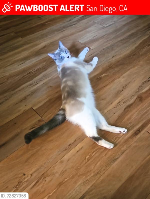Lost Female Cat last seen Normal Heights Elementary , San Diego, CA 92116