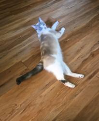Lost Female Cat last seen Normal Heights Elementary , San Diego, CA 92116
