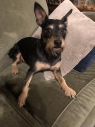 Lost Male Dog last seen Cambray, San Antonio, TX 78229