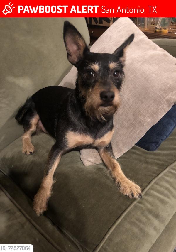 Lost Male Dog last seen Cambray, San Antonio, TX 78229