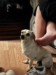 Lost Male Dog last seen Don Pedro rd, Ceres, CA 95307