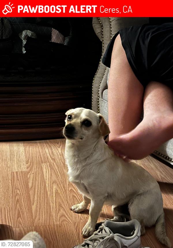 Lost Male Dog last seen Don Pedro rd, Ceres, CA 95307