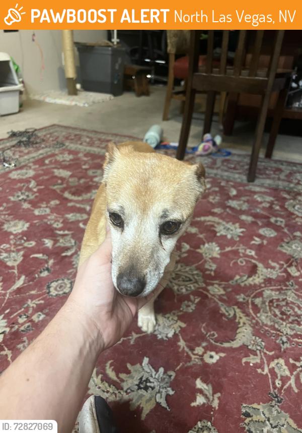 Found/Stray Male Dog last seen Clayton and alexander, North Las Vegas, NV 89032