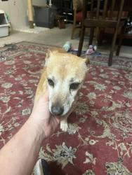 Found/Stray Male Dog last seen Clayton and alexander, North Las Vegas, NV 89032
