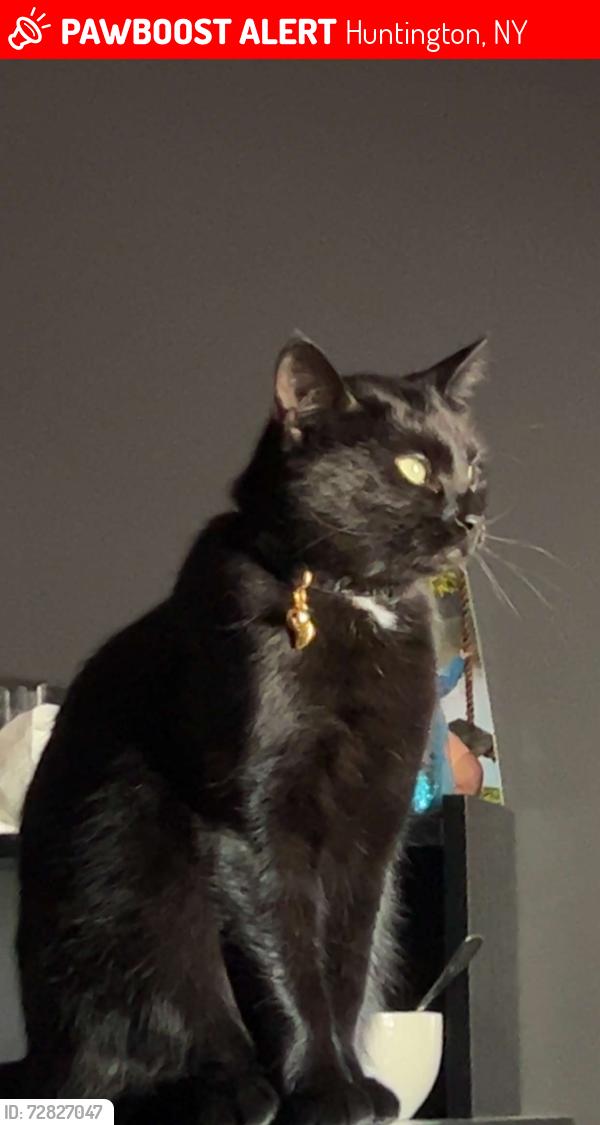 Lost Female Cat last seen Near floral Ave Huntington , Huntington, NY 11743