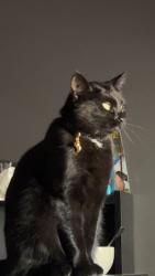 Lost Female Cat last seen Near floral Ave Huntington , Huntington, NY 11743