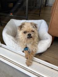 Lost Male Dog last seen Near St and Belle Porte Ave, Los Angeles, CA 90710