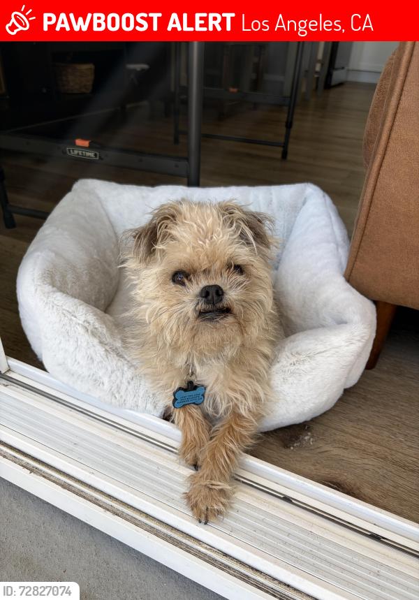 Lost Male Dog last seen Near St and Belle Porte Ave, Los Angeles, CA 90710