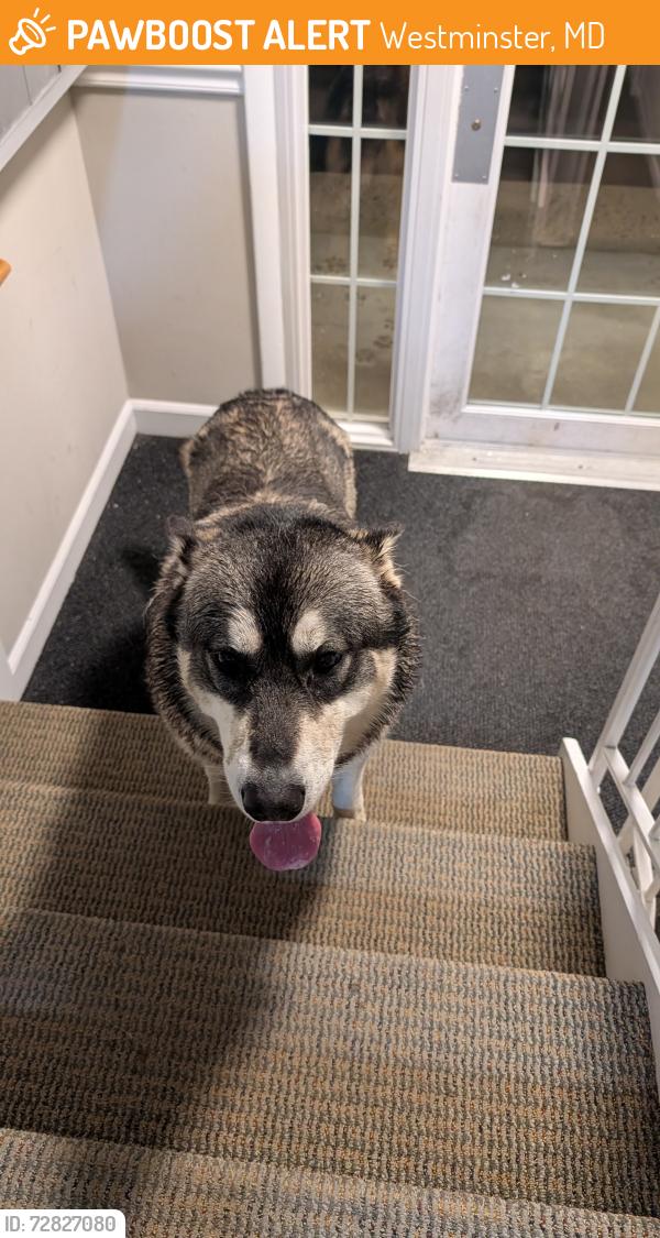 Found/Stray Unknown Dog last seen In apmt complex , Westminster, MD 21158