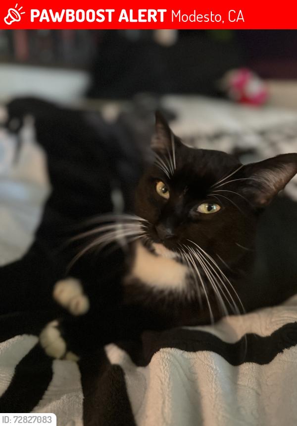 Lost Male Cat last seen Near Witney ct , Modesto, CA 95355