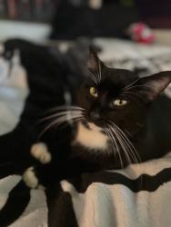 Lost Male Cat last seen Near Witney ct , Modesto, CA 95355