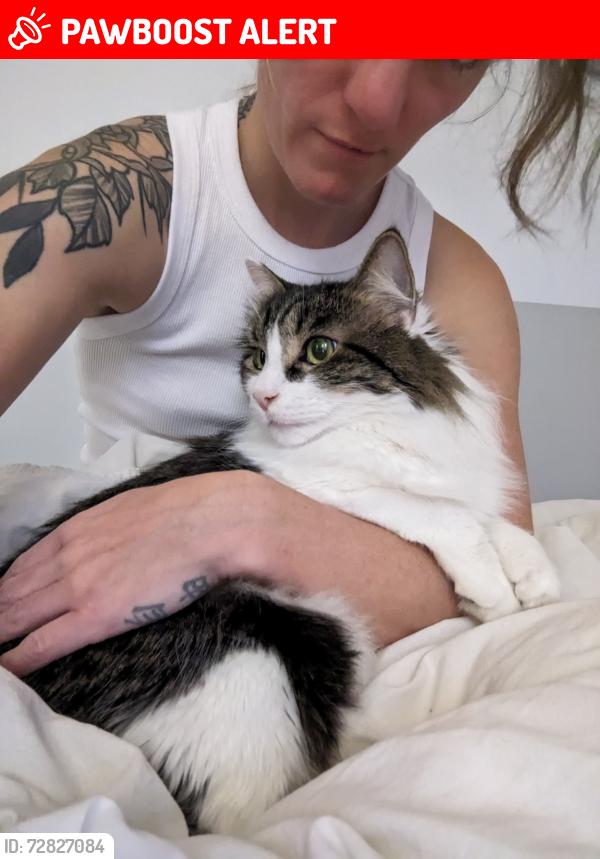 Lost Male Cat last seen Chesterfield, North Vancouver, BC V7M 2N4