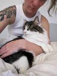 Lost Male Cat last seen Chesterfield, North Vancouver, BC V7M 2N4
