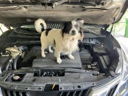 Lost Male Dog last seen E 42nd St Houston Tx , Houston, TX 77022