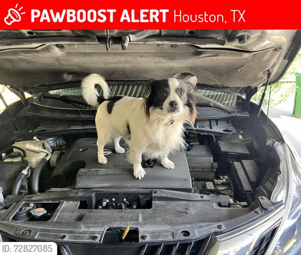 Lost Male Dog last seen E 42nd St Houston Tx , Houston, TX 77022