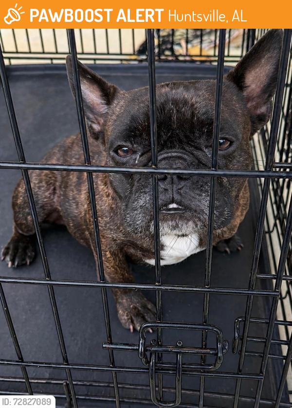 Found/Stray Female Dog last seen Winchester dr, Huntsville, AL 35801