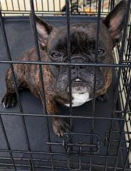 Found/Stray Female Dog last seen Winchester dr, Huntsville, AL 35801