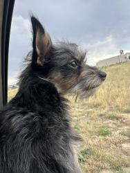 Lost Male Dog last seen Near y nome st, Aurora, CO 80010