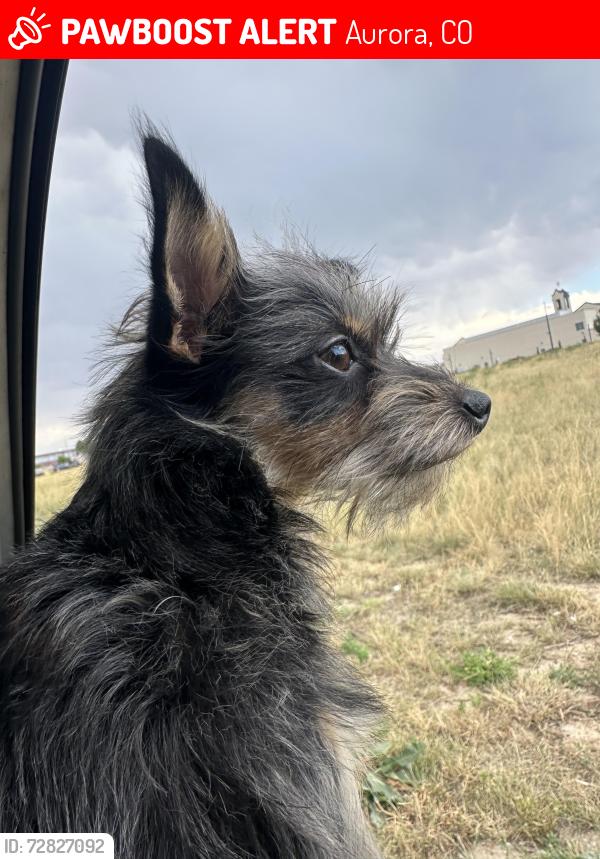 Lost Male Dog last seen Near y nome st, Aurora, CO 80010