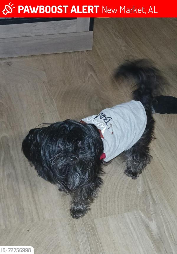 Lost Female Dog last seen Huntsville lost time she was missing , New Market, AL 35761