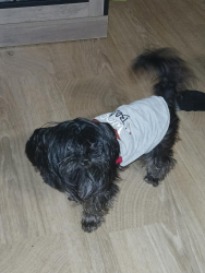 Lost Female Dog last seen Huntsville lost time she was missing , New Market, AL 35761