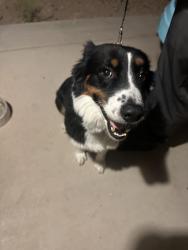 Found/Stray Male Dog last seen S el mirage and Buckeye in Cambridge ests, Avondale, AZ 85323