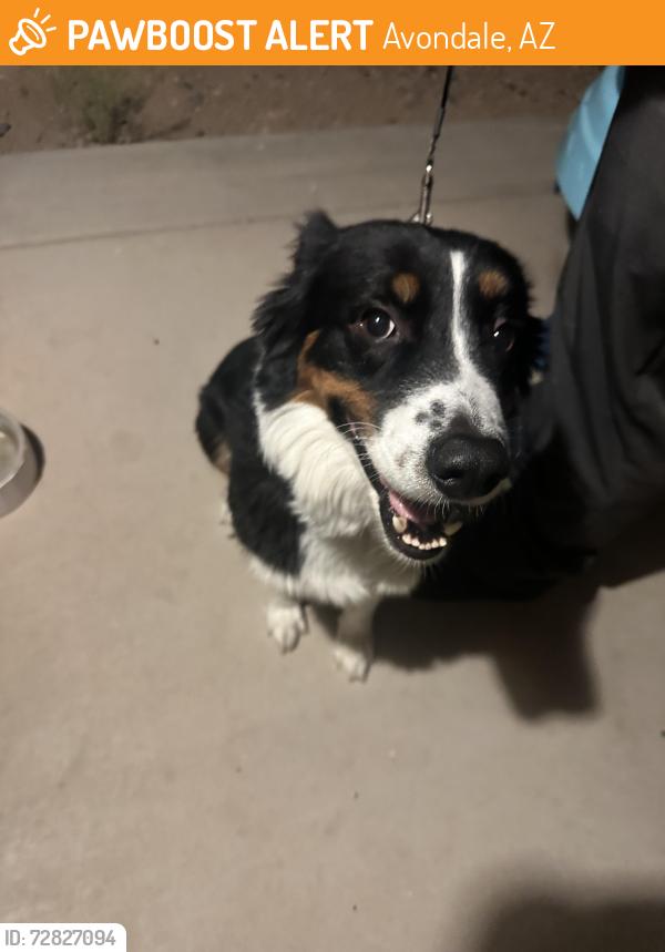 Found/Stray Male Dog last seen S el mirage and Buckeye in Cambridge ests, Avondale, AZ 85323