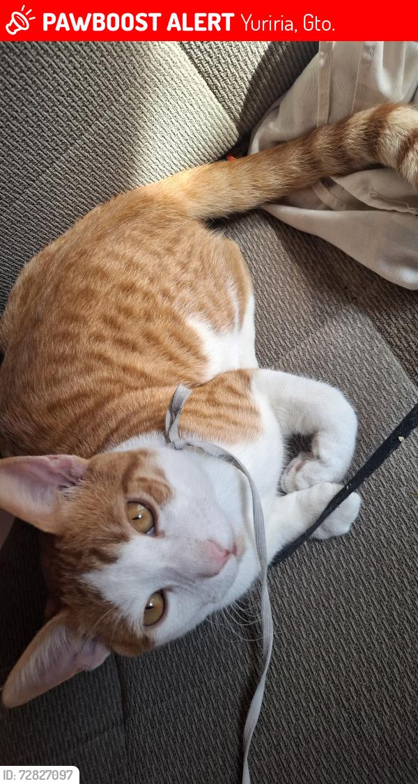 Lost Male Cat last seen Saguan blanco, Yuriria, Gto. 38944