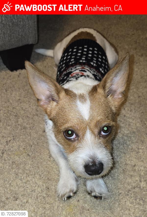 Lost Male Dog last seen Ball road and state college, Anaheim, CA 92805