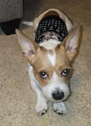 Lost Male Dog last seen Ball road and state college, Anaheim, CA 92805