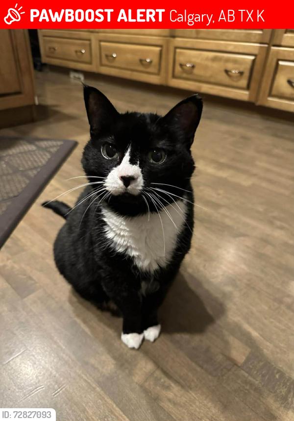 Lost Female Cat last seen Chaparral Drive SE & Chaparral Circle SE, Calgary, AB T2X 3K9