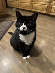 Lost Female Cat last seen Chaparral Drive SE & Chaparral Circle SE, Calgary, AB T2X 3K9