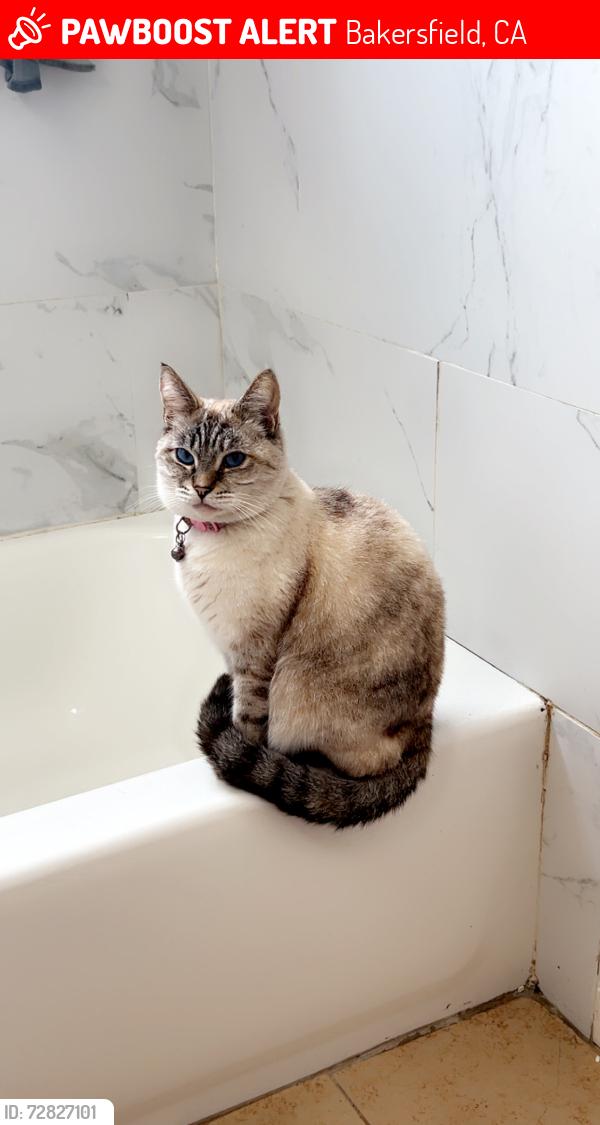 Lost Female Cat last seen 5th st and chester, Bakersfield, CA 93304