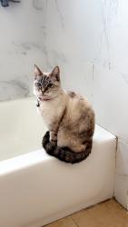 Lost Female Cat last seen 5th st and chester, Bakersfield, CA 93304