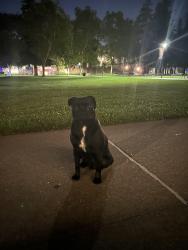 Found/Stray Unknown Dog last seen In front of the university of the Pacifics DUC, Stockton, CA 95211