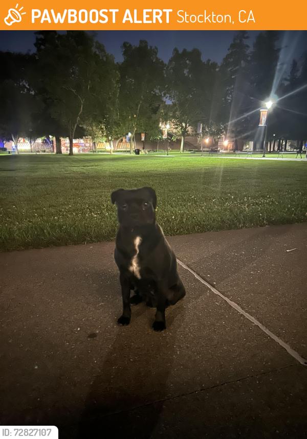 Found/Stray Unknown Dog last seen In front of the university of the Pacifics DUC, Stockton, CA 95211