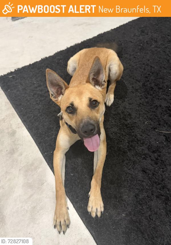 Found/Stray Female Dog last seen Joanne Cove, Kaspar Way, New Braunfels, TX 78130