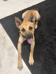 Found/Stray Female Dog last seen Joanne Cove, Kaspar Way, New Braunfels, TX 78130