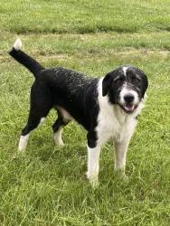 Lost Male Dog last seen Nile’s ferry road and mason road madisonville tn, Monroe County, TN 37354