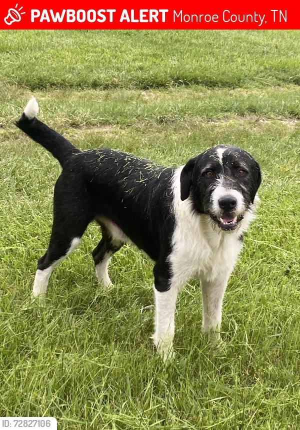 Lost Male Dog last seen Nile’s ferry road and mason road madisonville tn, Monroe County, TN 37354
