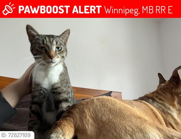 Lost Male Cat last seen Montbrooke St, Winnipeg, MB R2R 2E6