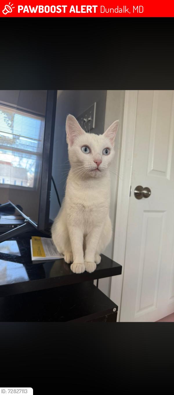 Lost Female Cat last seen school ave , Dundalk, MD 21222